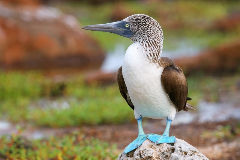 The blue-footed Booby is among the residents of the Gal pagos Islands.